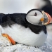 puffin_atlantic_msi_h_0574_can1602.jpg